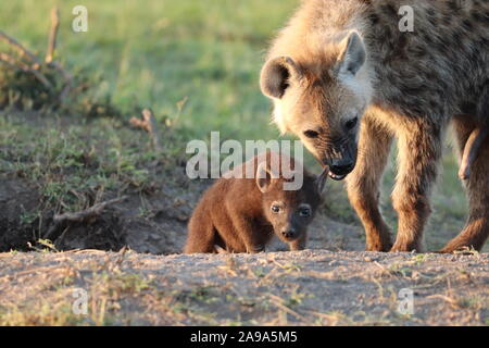 Baby Tüpfelhyäne in der afrikanischen Savanne. Stockfoto