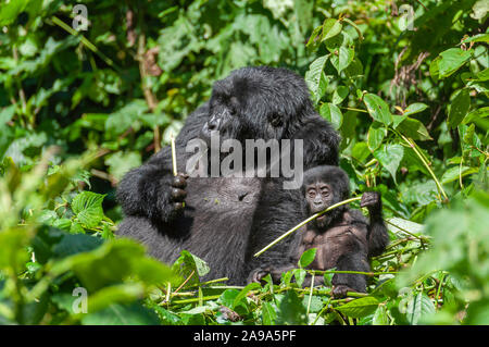 Eine Mutter und ihr Baby Mountain Gorilla im Dschungel der Volcanoes National Park Stockfoto