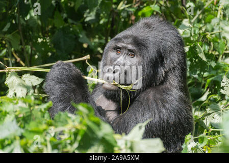 Porträt einer silverback Mountain Gorilla Stockfoto