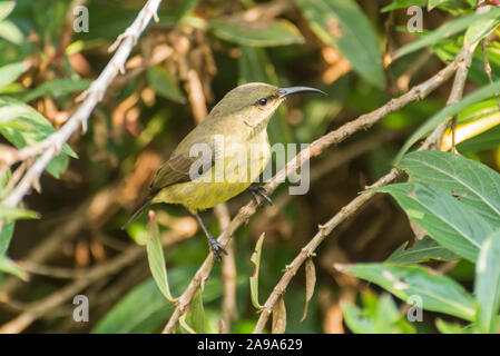 Eine schöne multicolered Sunbird Stockfoto