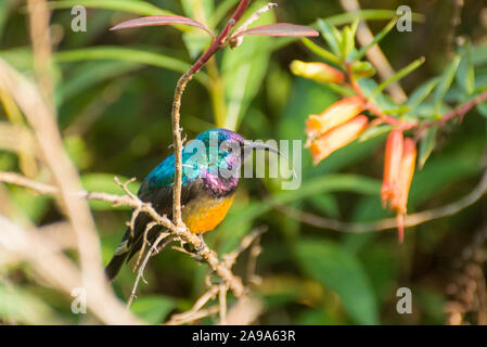 Eine schöne multicolered Sunbird Stockfoto