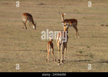 Impala Mutter und Kalb in der afrikanischen Savanne. Stockfoto