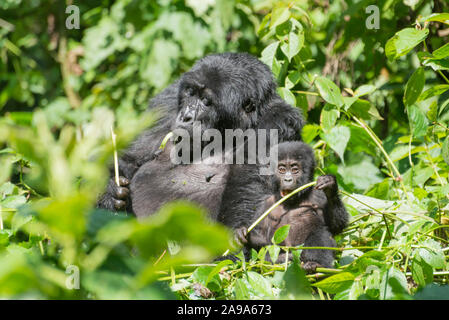 Eine Mutter und ihr Baby Mountain Gorilla im Dschungel der Volcanoes National Park Stockfoto