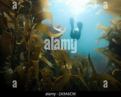 Taucher von hinten in den Kelp forest auf den Kanalinseln, Kalifornien, USA Stockfoto