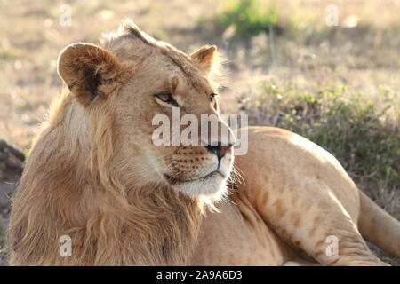 Junger männlicher Löwe Gesicht Nahaufnahme, in der afrikanischen Savanne. Stockfoto