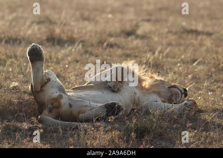 Löwe (Panthera leo) schlafend auf dem Rücken in der afrikanischen Savanne. Stockfoto