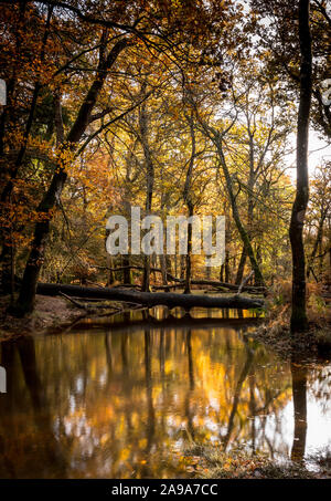 Herbstfarben am Schwarzen Wasser auf Das Rhinefield Zierpflanzen Laufwerk im New Forest National Park, Hampshire, Großbritannien Stockfoto