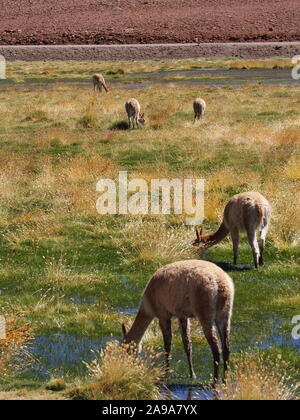 Vikunja Herde füttern in einem Atacama Hochland Feuchtgebiet in den Ausläufern der Anden bog Stockfoto