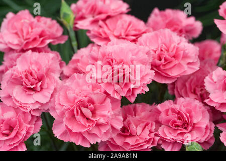 Dianthus plumarius "Valda Wyatt' Blumen. Stockfoto