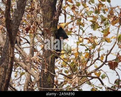 Sloth Bear Cub hoch oben im Baum suchen in Richtung Kamera Melursus ursinus Satpura finden Indien Stockfoto