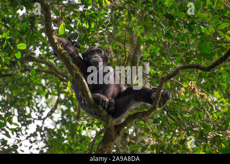 Ein Schimpanse klettert in einem Baum Stockfoto