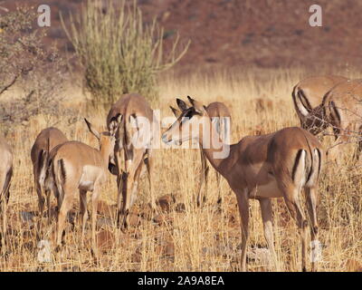 Schwarze Impala Mustermann Auf Etendeka Park in Namibia. Herde weiden mit dem Kopf nach unten und Aussichtspunkt auf den Rand schauen Stockfoto