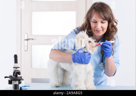 Lächelnde Frau vet ist die Medizin für den Hund in der Tierklinik Stockfoto