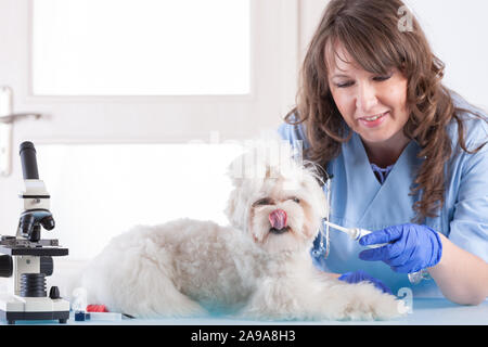 Lächelnde Frau vet ist die Medizin für den Hund in der Tierklinik Stockfoto