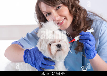 Lächelnde Frau vet ist die Medizin für den Hund in der Tierklinik Stockfoto