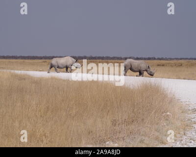 Zwei schwarze Nashörner Überqueren der Straße am Etosha Park in Namibia Stockfoto