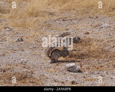 Zwei Eichhörnchen fressen in der ongava Park in Namibia - Sicherheit durch die Fütterung Stockfoto