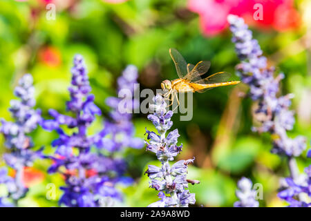 Eine braune Dragonfly hocken auf der Oberseite des blauen Salbei salvia Blumen im Park in Shenzhen, China. Stockfoto