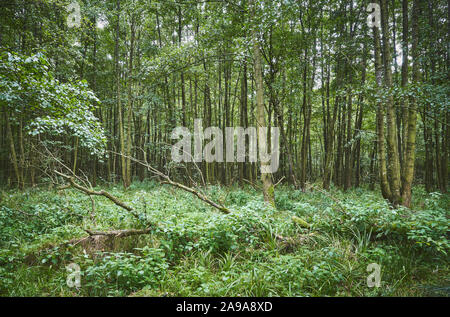 Picture of a dense primeval forest. Stockfoto