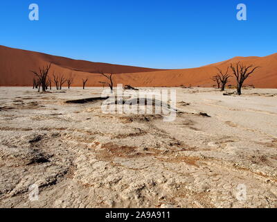 Deadvlei, Sossusvlei, Namibia lange Schuß von niedrigem Niveau mit einer Reihe von dunklen Bäumen, roten Dünen, blauer Himmel, Sand gute sand Kontrast Stockfoto