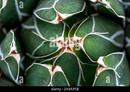 Agave victoriae-reginae Queen Victoria Wüstenpflanzen Stockfoto