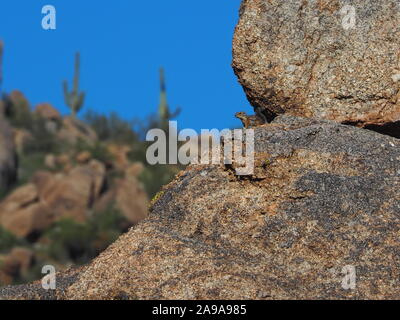 Harris' Antelope Eichhörnchen Ausschau halten in der Sonora Wüste, Scottsdale, Arizona Stockfoto