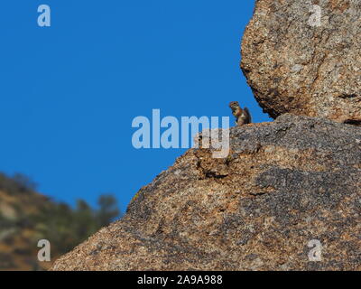 Harris' Antelope Eichhörnchen auf seinen Hinterbeinen halten Lookout in der Sonora Wüste, Scottsdale, Arizona Stockfoto