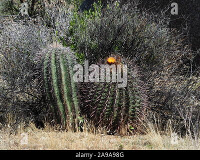 Barrel Cactus mit hellen orange Blüte - Scottsdale, Arizona Stockfoto