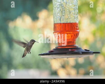 Hinterhof Besucher - Frau Anna's Hummingbird im Flug Annäherung an den Schrägförderer Stockfoto