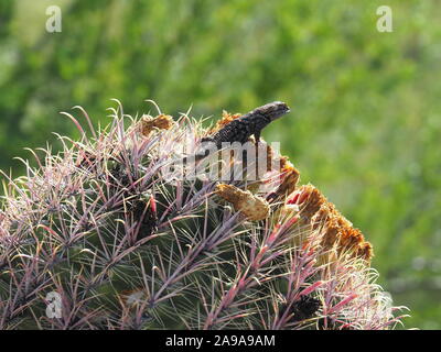 Wachsam Lookout - Western Zaun Eidechse auf einem Fass Kaktus blüht - Phoenix, Arizona, USA Stockfoto