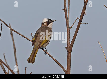 Licht - vented Bulbul (Pycnonotus sinensis formosae) Erwachsenen auf dem Zweig Yehilu Halbinsel, Taiwan April gehockt Stockfoto