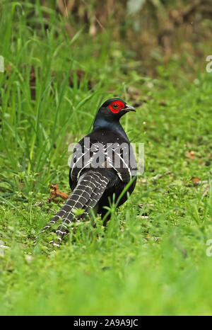 Mikado Fasan (Syrmaticus Mikado) männlichen Erwachsenen stehen auf Gras Yushan Nationalpark, Taiwan April Stockfoto