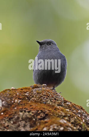 Plumbeous Wasser - redstart (Phoenicurus fuliginosus affinis) erwachsenen männlichen auf moosbewachsenen Dach Dasyueshan nationalen Wald gehockt, Taiwan April Stockfoto