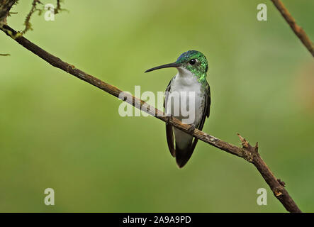 Andengemeinschaft Emerald (Amazilia viridiceps franciae) erwachsenen männlichen thront auf einem Zweig Vinicio Birdwatchers House, Nono-Mindo, Ecuador Februa Stockfoto
