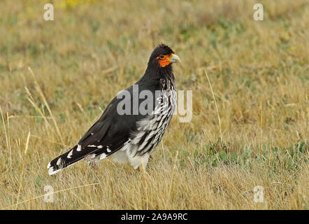 Carunculated Karakara (Phalcoboenus carunculatus) Erwachsenen stehen auf Grünland Antisana Ecological Reserve, Ecuador Februar Stockfoto