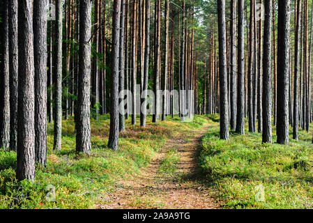 Breite Wanderwege in einem Pinienwald, Estland. Sonnigen Herbsttag Stockfoto