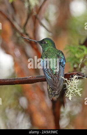 Great Sapphirewing (Pterophanes cyanopterus Peruvianus) erwachsenen männlichen auf nassen Zweig thront nach Regen Yanacocha finden, Ecuador Februar Stockfoto