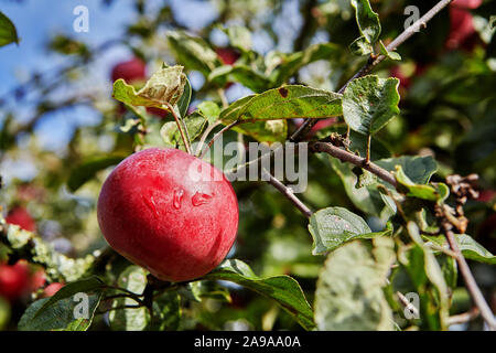 Nahaufnahme einer großen Reife frische rote Apfel auf einem Zweig eines Apple hängend - Baum in einer Farm Orchard während der Herbsternte. Stockfoto