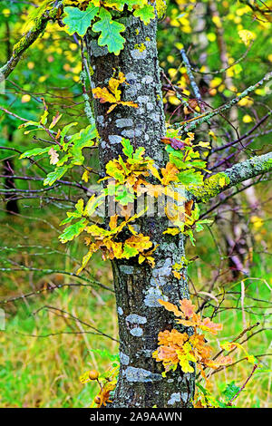 Herbst Eiche mit Moosen und Flechten wachsen auf dem trunk Stockfoto