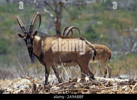 Wilde Ziege (Capra aegagrus). Diese Sorte wird geglaubt, daß die Vorfahren der heimischen Ziege zu sein Stockfoto