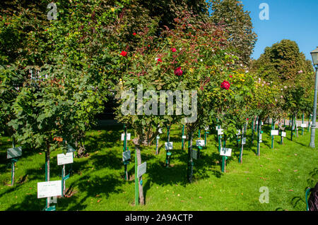 Der Volksgarten (Völker Garten) im September mit dem Burgtheater Gebäude im Hintergrund, Bezirk Innere Stadt, Wien, Österreich Stockfoto