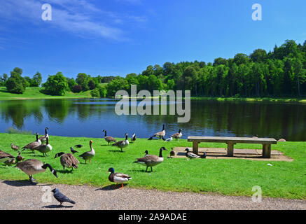 Vögel am See, Studley Royal, Fountains Abbey, Stockfoto