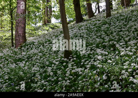 Bärlauch, Strid Holz, Bolton Abbey, North Yorkshire Stockfoto