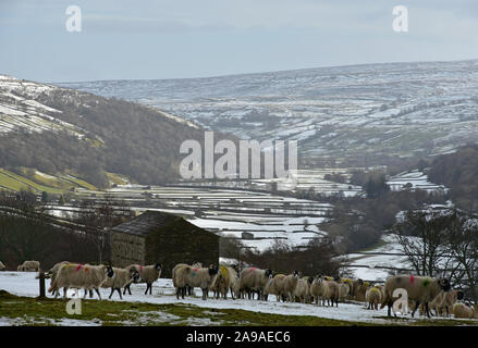 Schafe im Winter Schnee, Swaledale, North Yorkshire Stockfoto