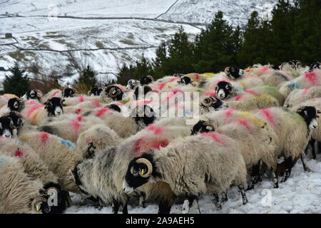 Swaledale Schafe im Schnee, Swaledale, North Yorkshire Stockfoto