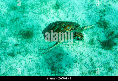 Kommen wieder Luft: Grüne Meeresschildkröte (Chelonia mydas) Schwimmen im sonnendurchfluteten, flachen Karibischen Meeren. Stockfoto