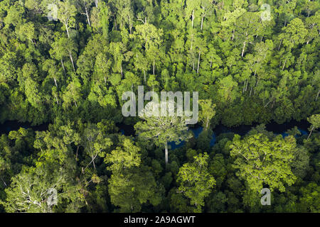 Ansicht von oben, beeindruckende Luftaufnahme von tropischen Regenwald mit dem Sungai Tembeling Fluss fließt. Stockfoto