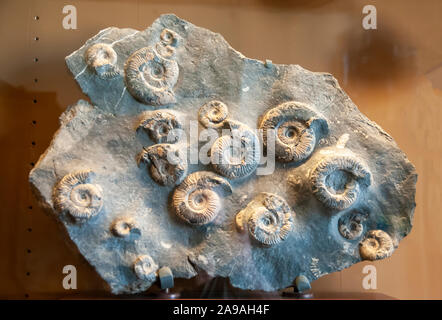 Grammoceras doertenense (Ammonit) fossil. Ammoniten sind ausgestorbene wirbellose Meerestiere. Sie erschien zuerst in den späten Silur bis zum frühen Devon paro Stockfoto