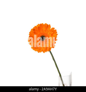 Orange Gerbera Blume in der Vase, auf einem weißen Hintergrund. Gerbera jamesonii Stockfoto