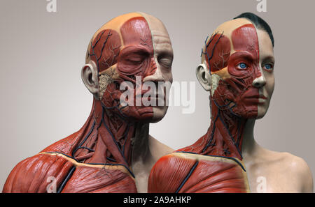 Menschliche Körper Anatomie der männlichen und weiblichen Hintergrund, Muskel Anatomie Struktur des Gesichts Hals Brust und Schulter, realistische 3D-Rendern wallpaper Stockfoto